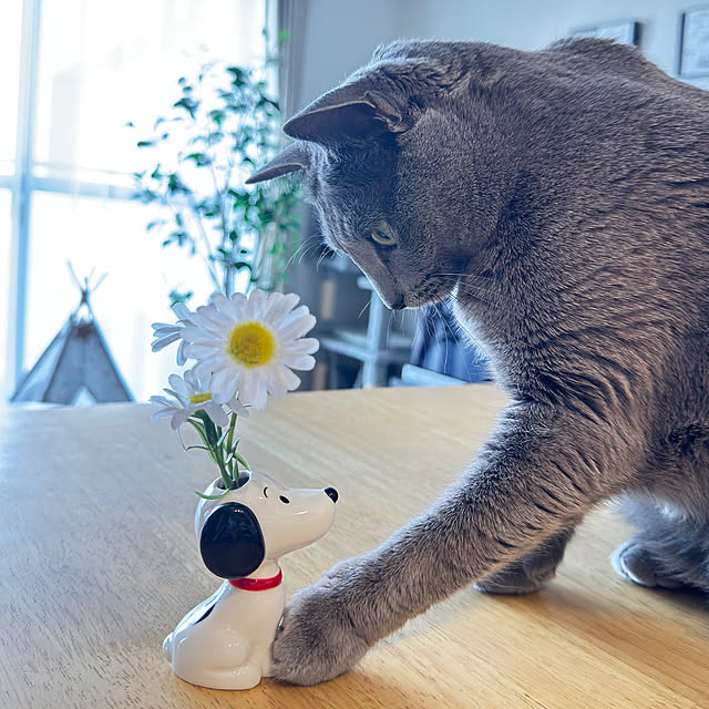 snoopyさんの部屋