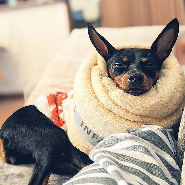 shizuponさんの実例写真