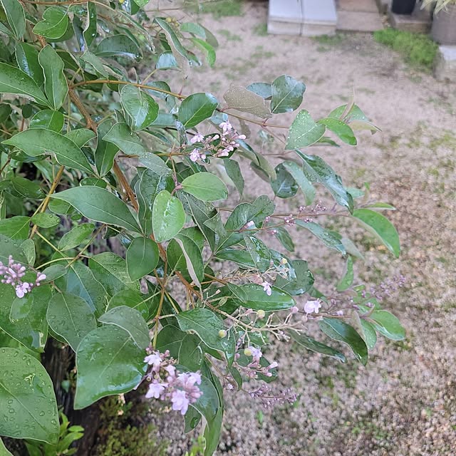 masarinn.さんの部屋