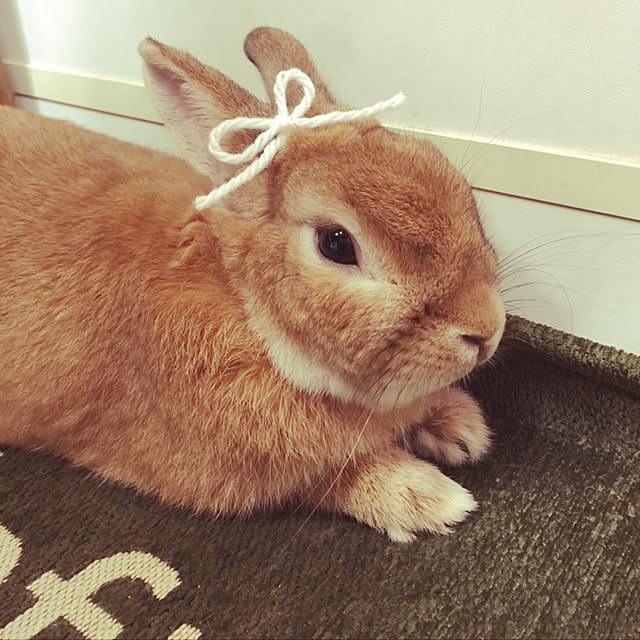 Yasuyukiさんの実例写真