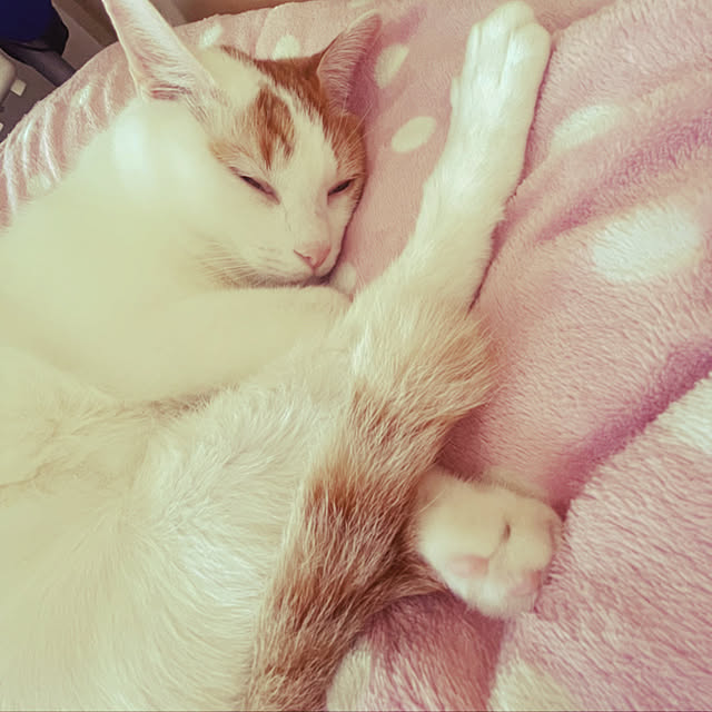 emiさんの実例写真