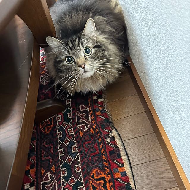 mamizaさんの実例写真