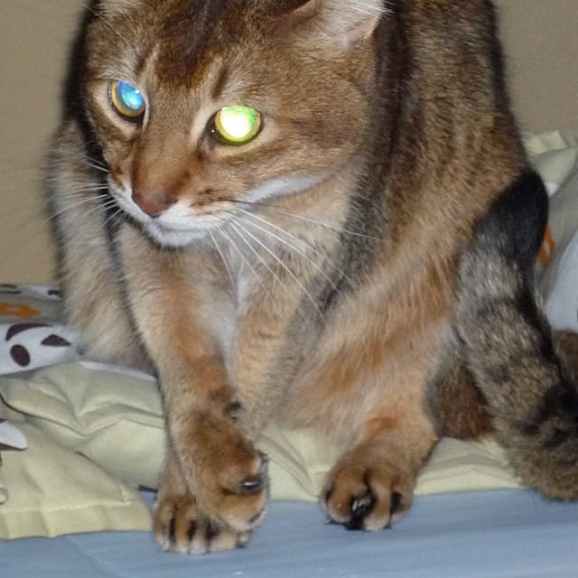 tanutanさんの実例写真