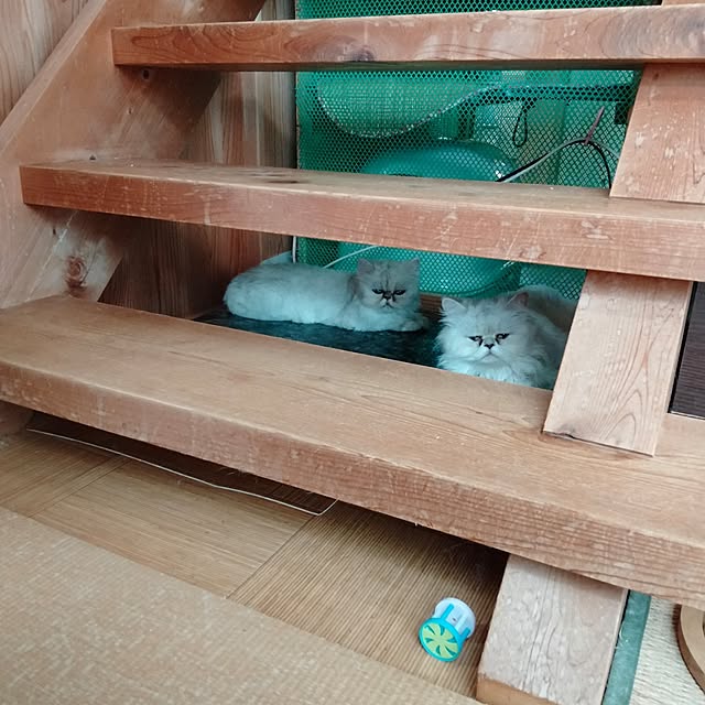 makaronさんの部屋