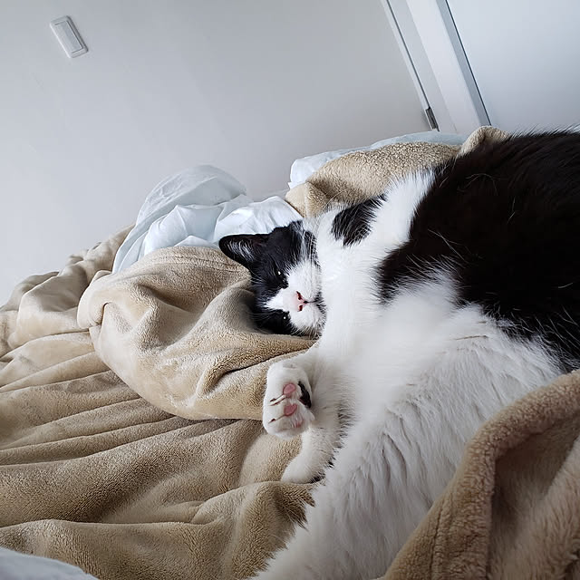 nyagosanさんの実例写真
