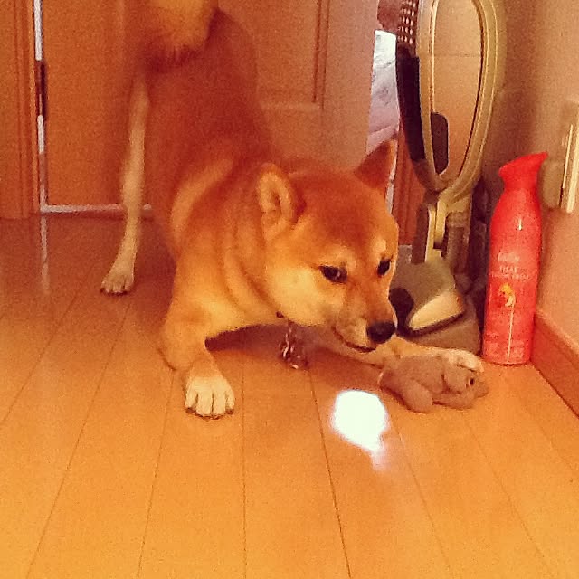 kotaさんの実例写真