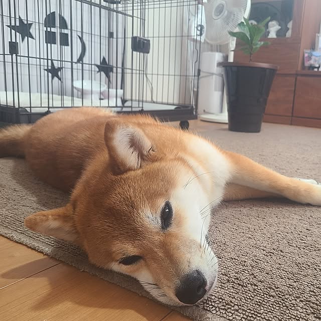 mikoさんの実例写真
