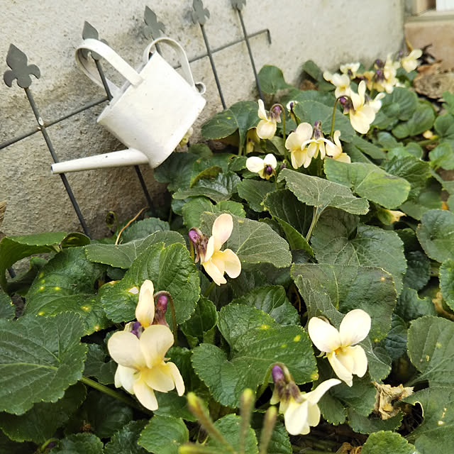 yukkoさんの実例写真