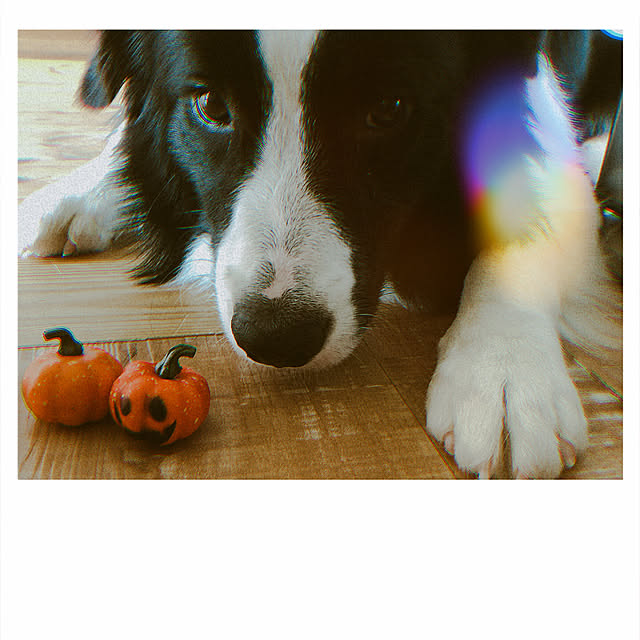 nicoriさんの実例写真