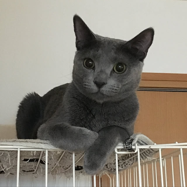 niko-25さんの実例写真