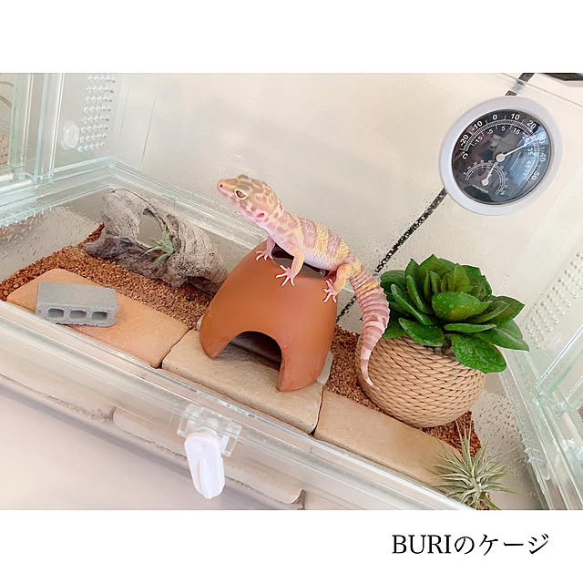chaluさんの実例写真