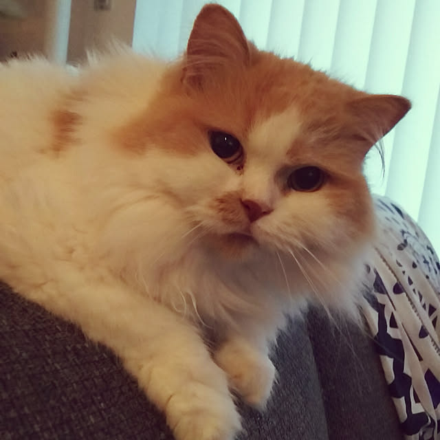 nonkoさんの実例写真