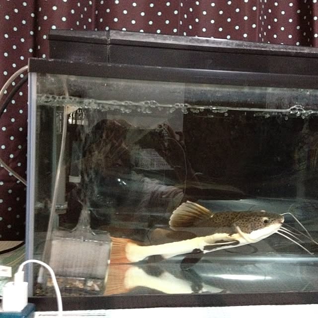 naoさんの実例写真