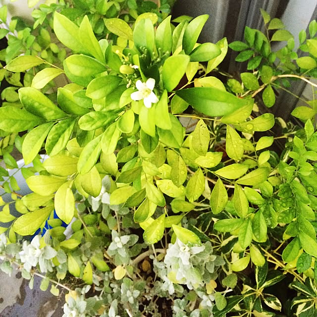 makoto325さんの実例写真