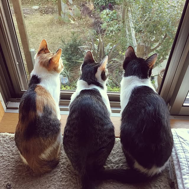 mihoさんの実例写真