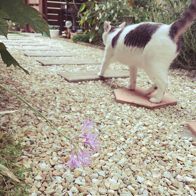 mintcatさんの実例写真