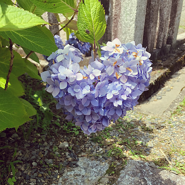 実例写真