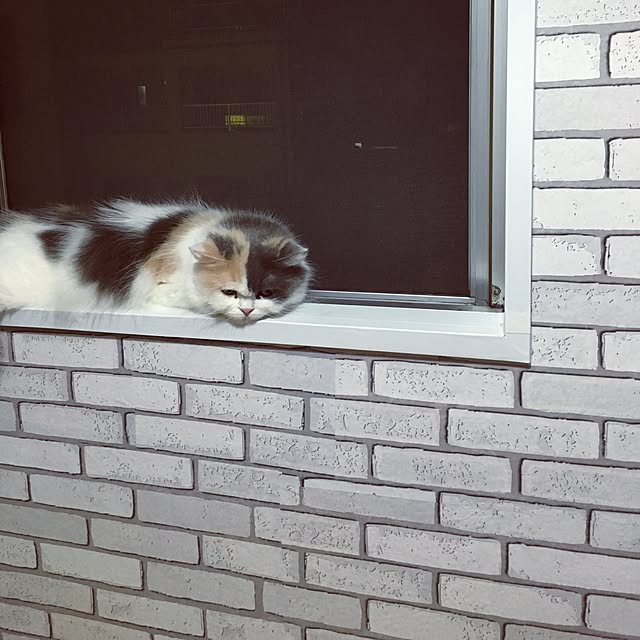 mikaさんの実例写真