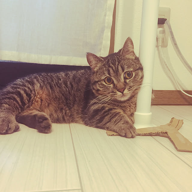 nocomomさんの実例写真