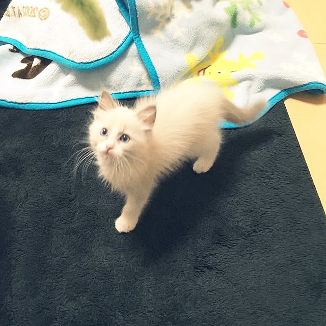 rbesfさんの実例写真