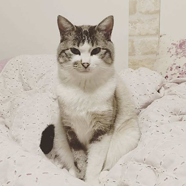 charoさんの実例写真