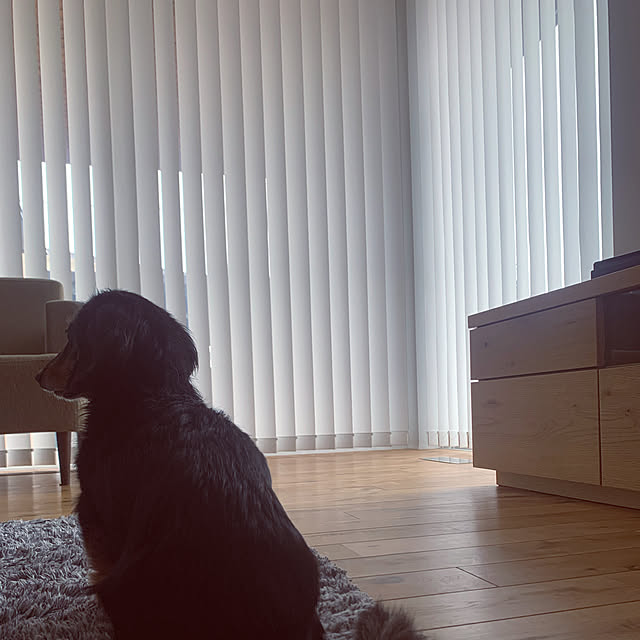 犬と暮らす/リビング/バーチカルブラインド/無垢の床/新築一戸建て...などのインテリア実例 - 2022-06-21 19:18:02