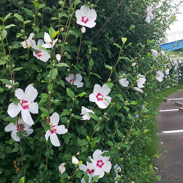 YUKOさんの実例写真