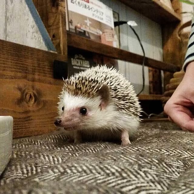 yu_kiさんの実例写真