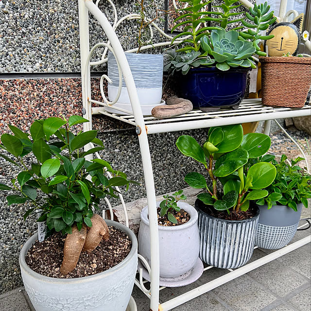 mohhaさんの実例写真