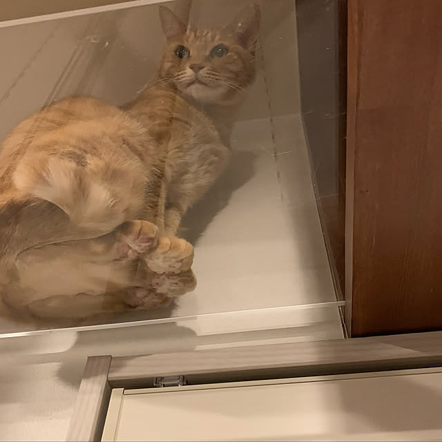 mikeume7さんの実例写真
