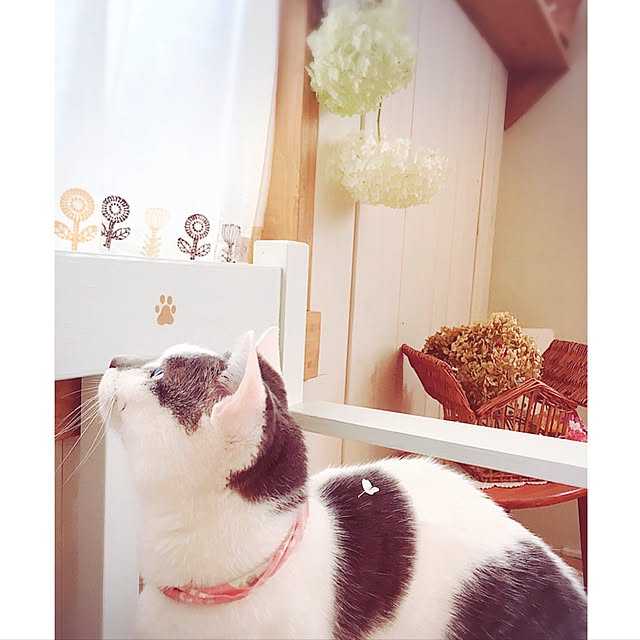 mintcatさんの実例写真