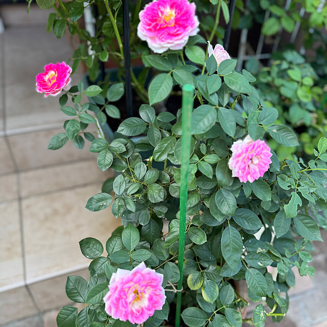 RoseLife5818さんの部屋