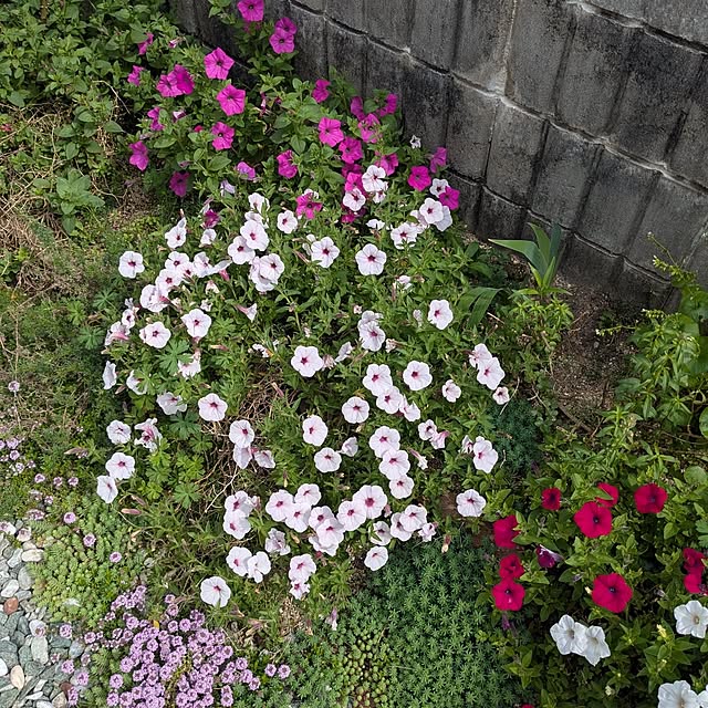 machikomamaさんの実例写真