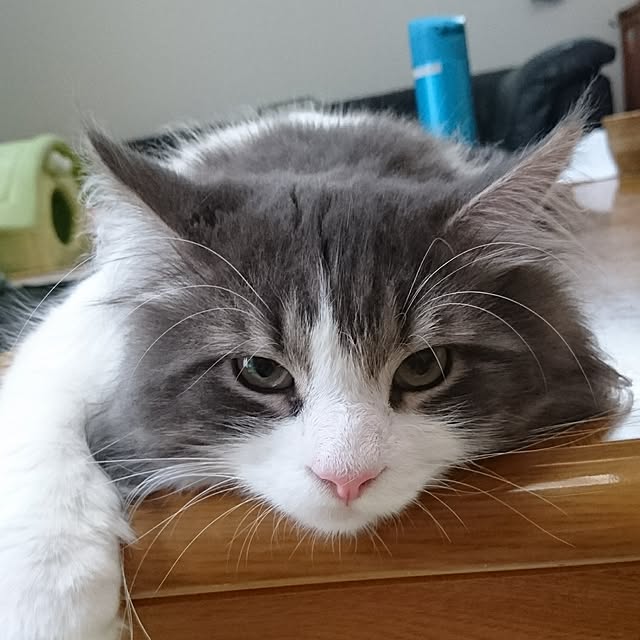 shinobuさんの実例写真