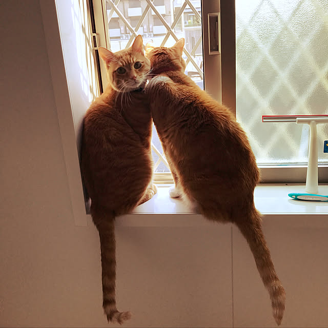 miyu.さんの実例写真