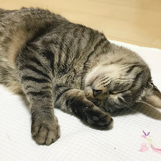 Shinさんの実例写真
