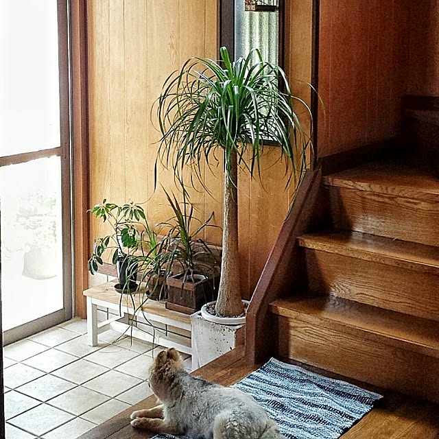 chobiさんの実例写真