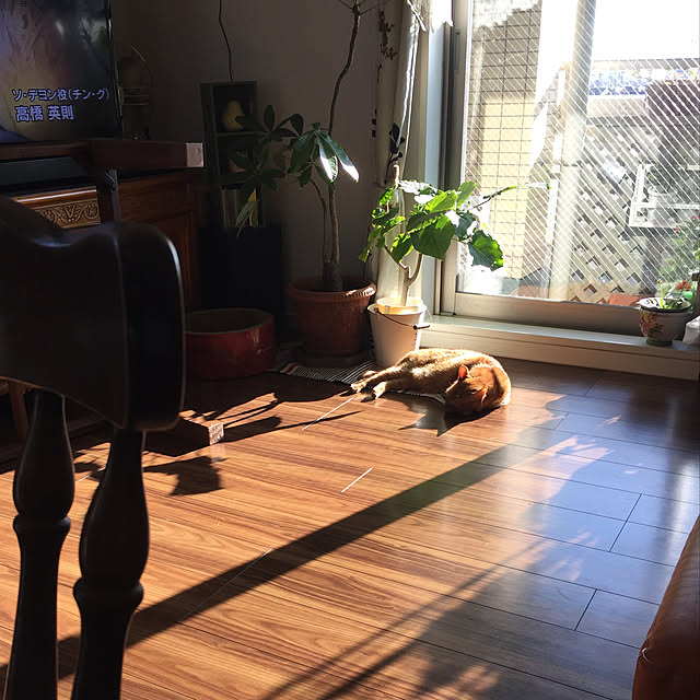 sleptcatさんの実例写真