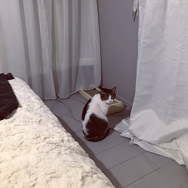 Shihoさんの実例写真