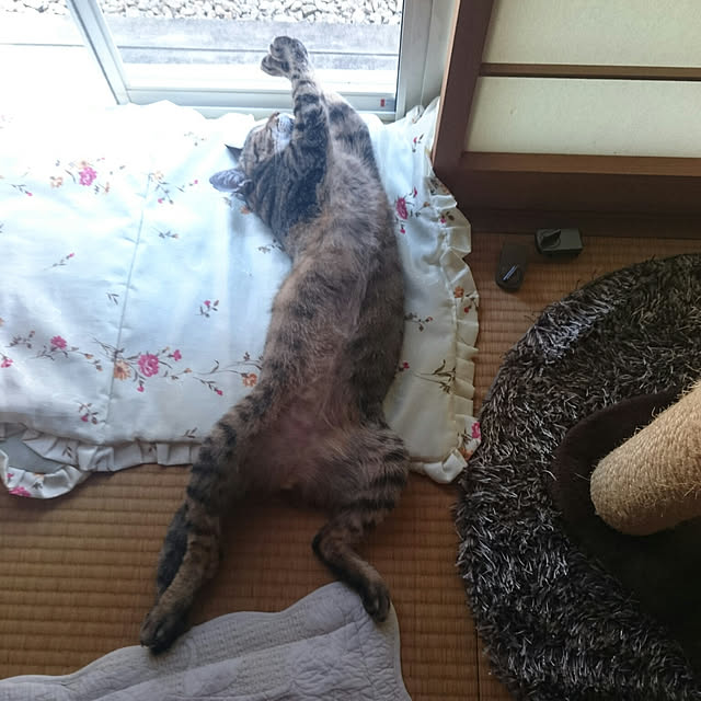 lilyさんの実例写真