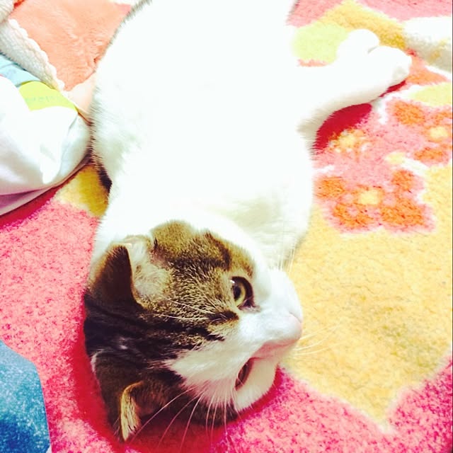paletoneさんの実例写真