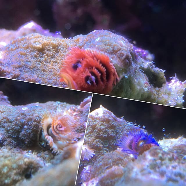 aquarium_seaさんの実例写真