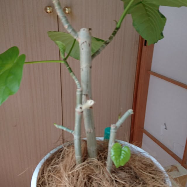 chichi888さんの実例写真