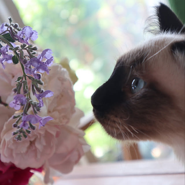 harukaさんの実例写真