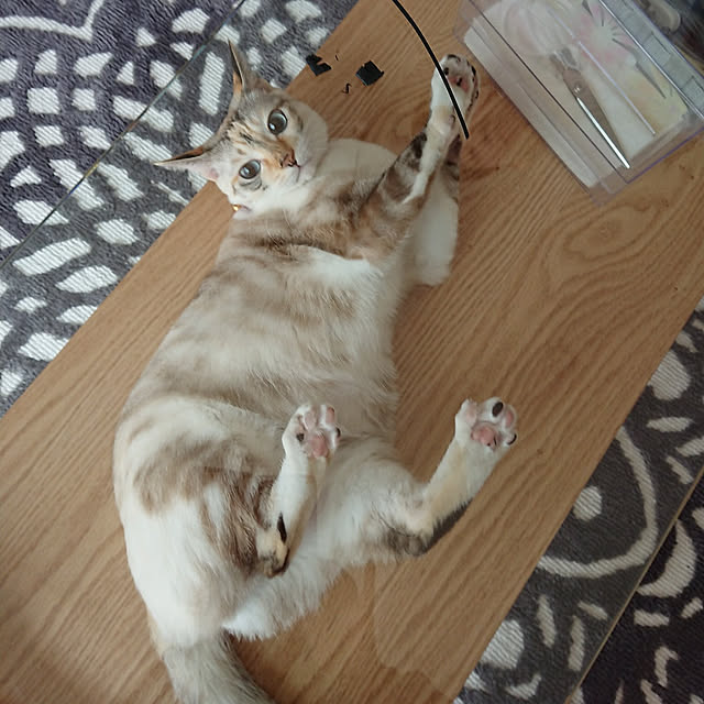 kohakuさんの実例写真