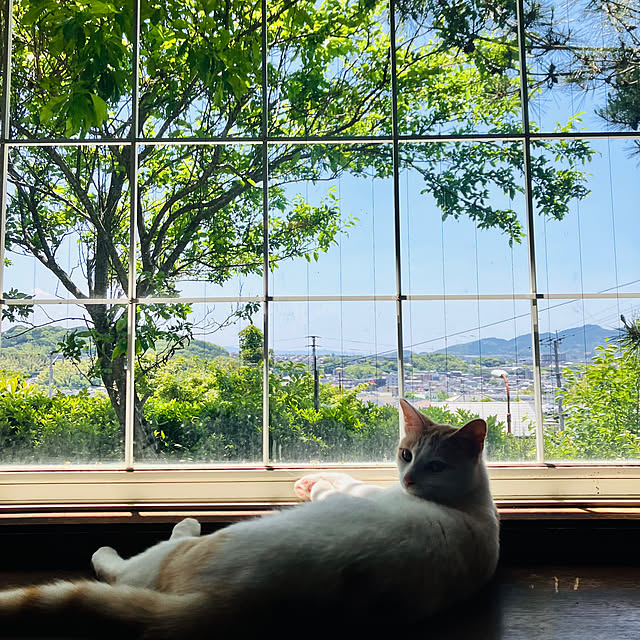 壁/天井/猫スペース/猫/猫のいる暮らし/猫と暮らす...などのインテリア実例 - 2025-06-04 11:54:19