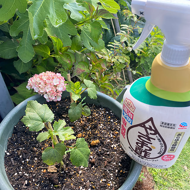 mintteaさんの実例写真