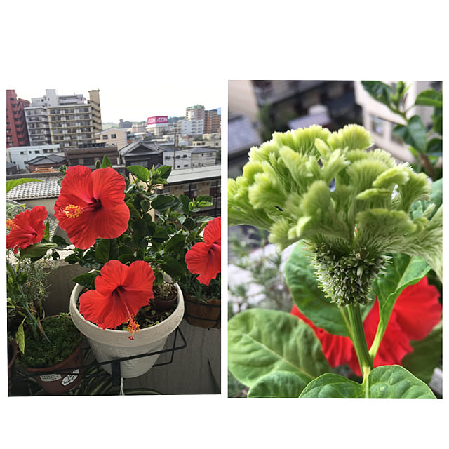 nanaさんの実例写真