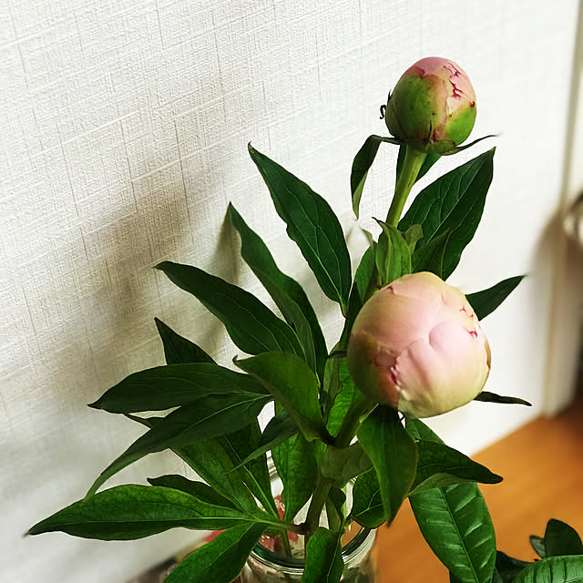 Naopoooさんの実例写真