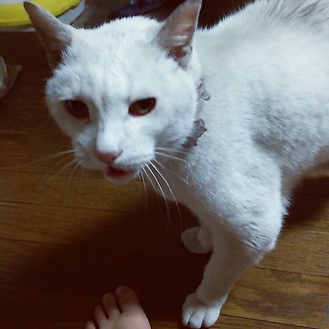 kamechanさんの実例写真